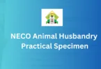 NECO Animal Husbandry Practical Specimen